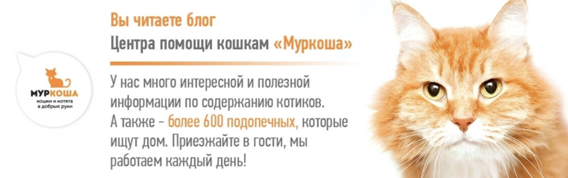 Сложно представить откуда у этих пушистых малышей берутся силы на борьбу с болезнями и лечение. Ведь голодная уличная жизнь отбирает у них здоровье и истощает их.