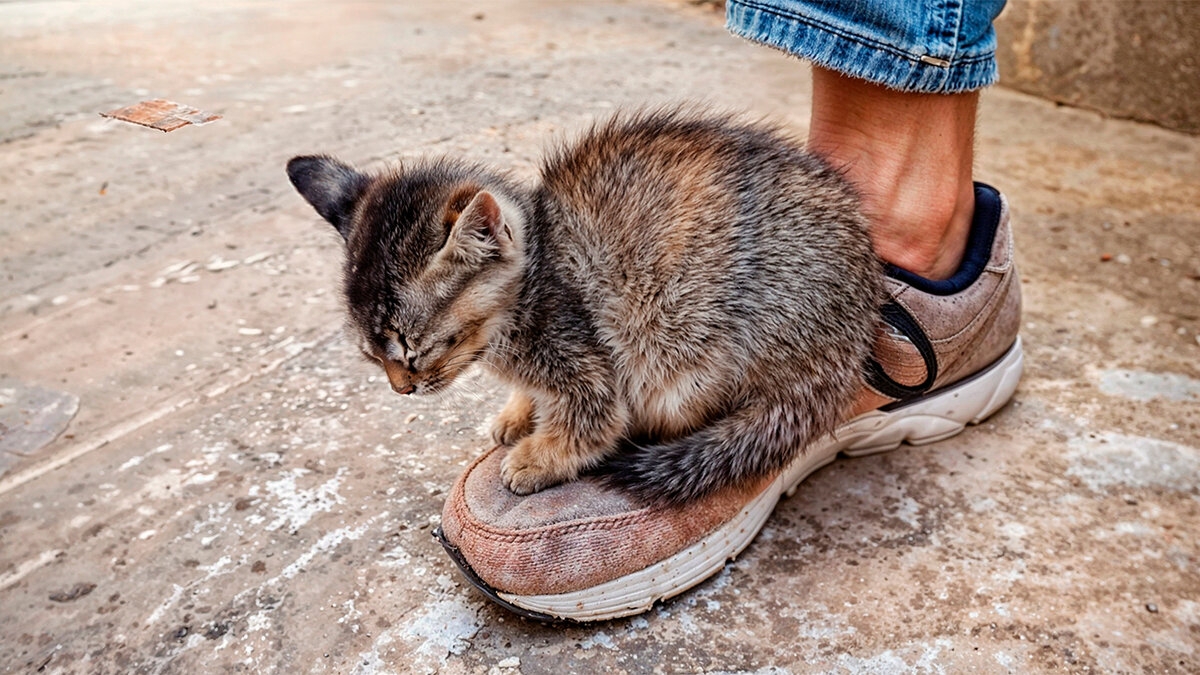 Три дня в поисках кошки | Animals | Дзен