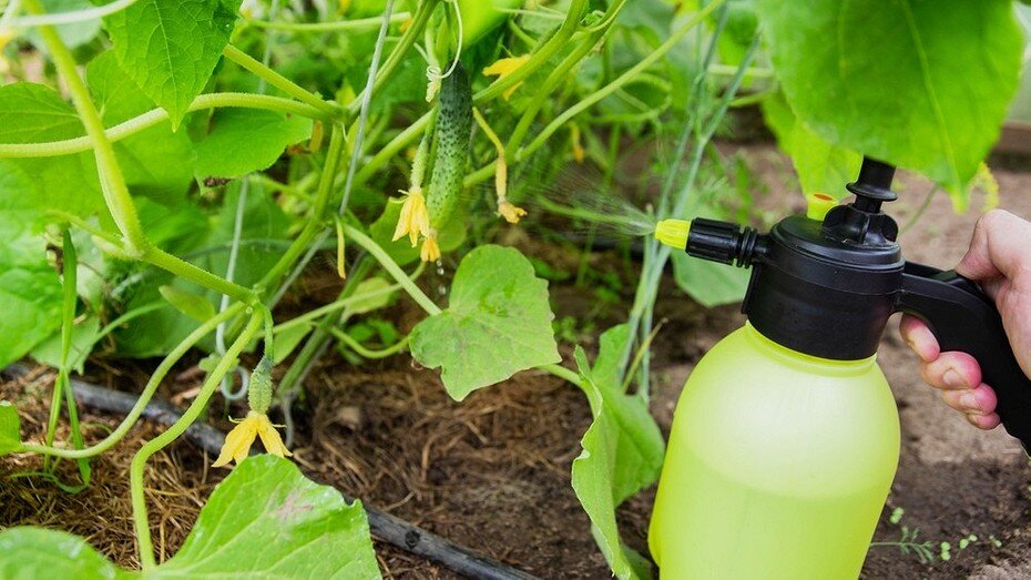 ShutterStock/Fotodom.ru 