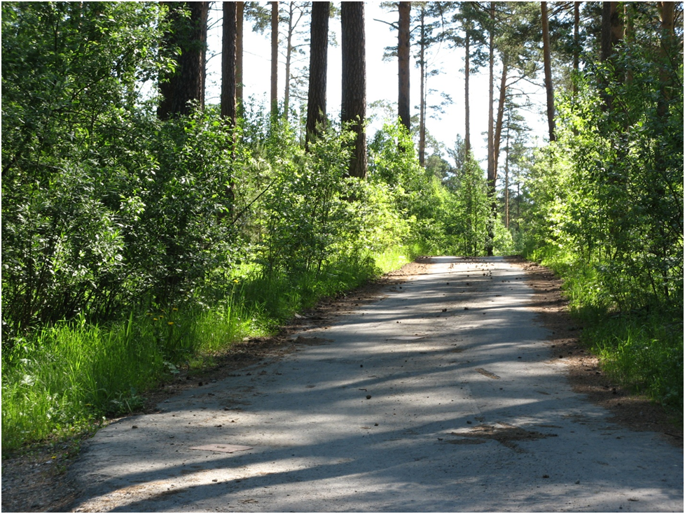 Лесная дорога в лагерь им. Павлика Морозова. Фото автора.