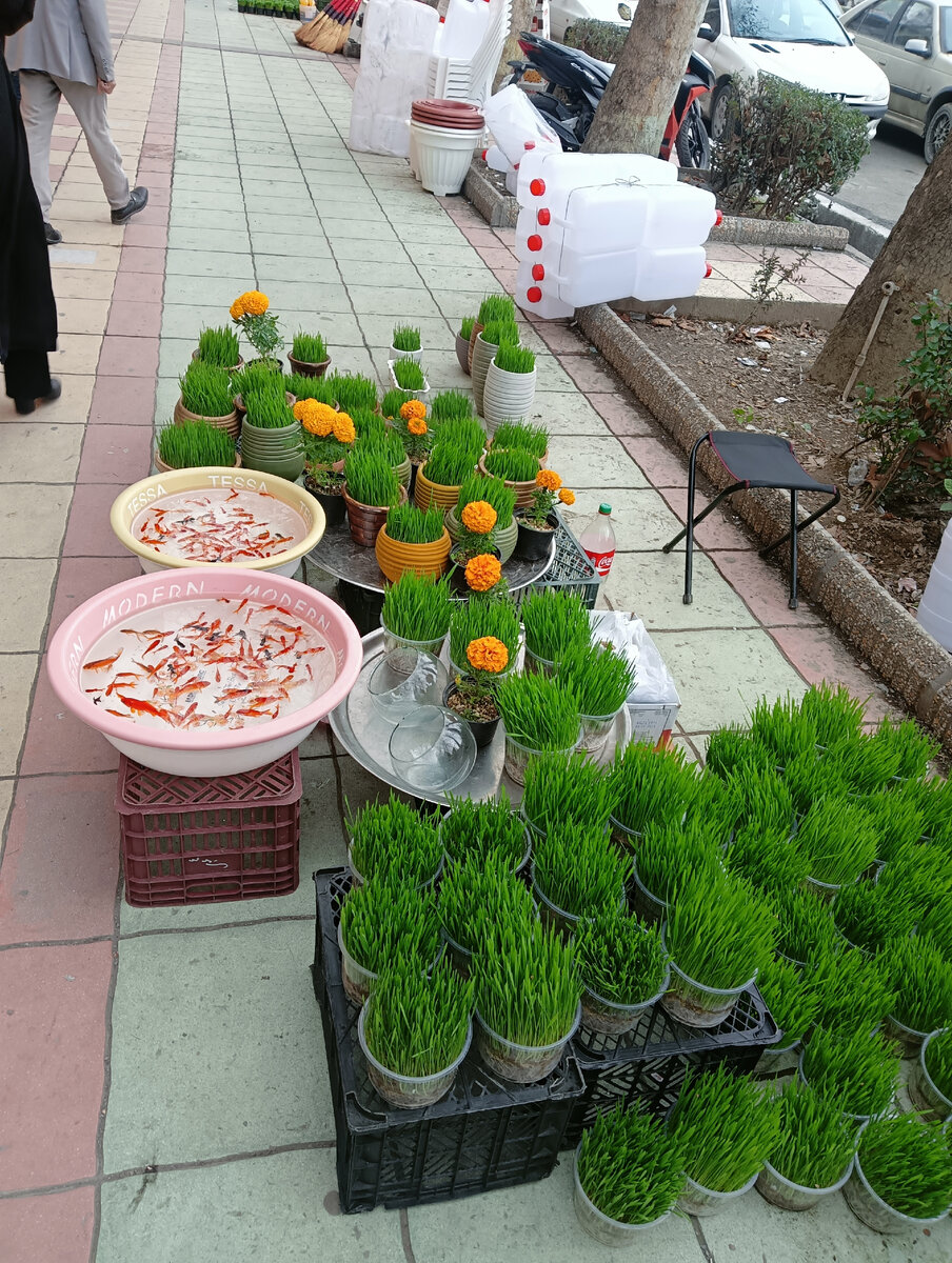 Семени - пророщенная пшеница, аналог нашей новогодней ёлки