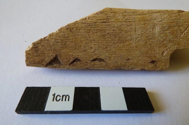 Следы собачьих или волчьих зубов на одной из костей