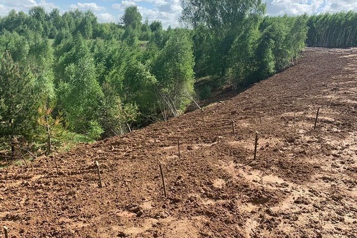 В столице работы идут в Московском районе города по ул. Химической, где «Возрождение» достаточно длительное время рекультивирует Бобыльский овраг. скриншот realnoevremya.ru сайта компании/otxodam.net