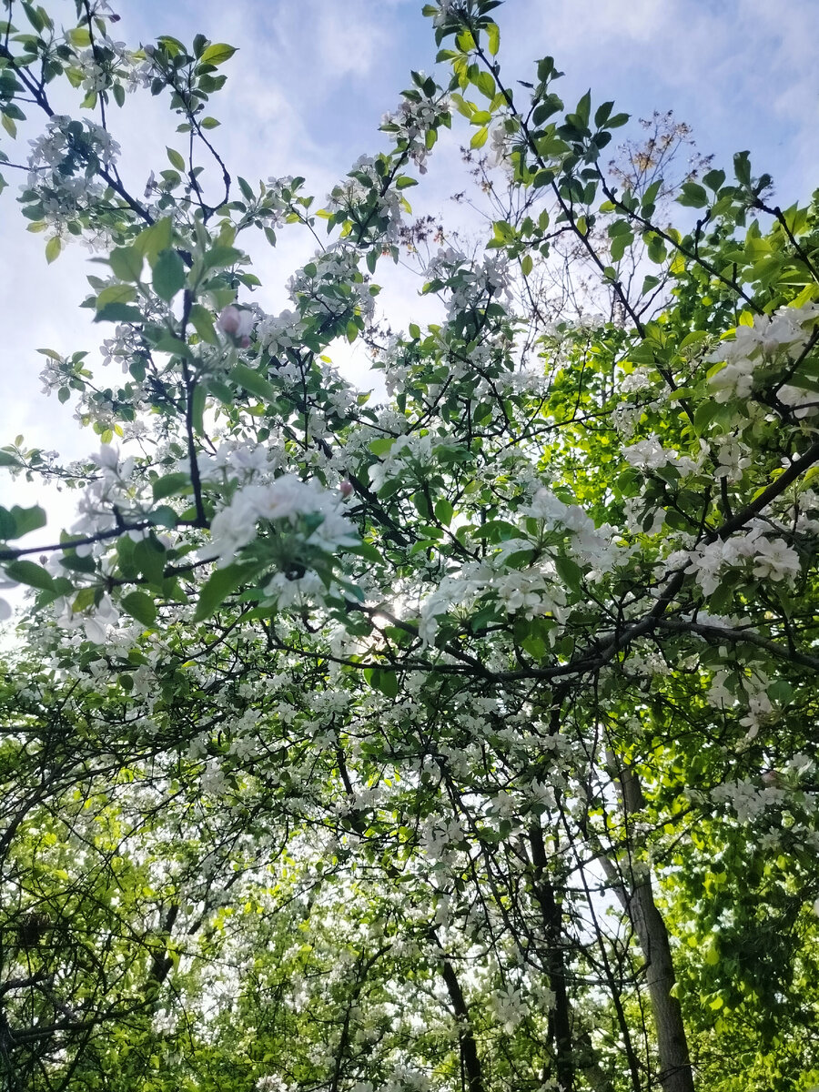 Сады цветут, пчёлки работают,птички поют, красота.🌸Температура сегодня за 30°а сегодня только 17 апреля🌞