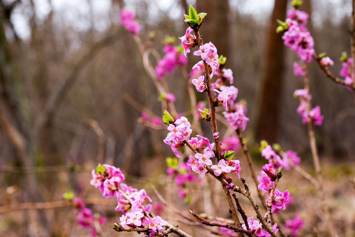 Цветущий волчеягодник. Фото: Shutterstock 