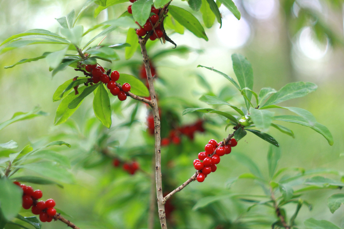 Ягоды волчеягодника. Фото: Shutterstock 