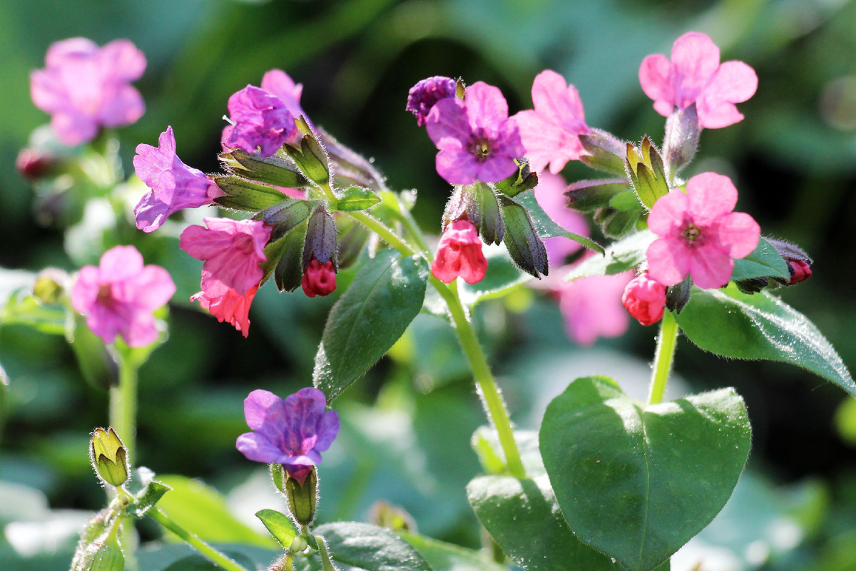 Медуница неясная. Фото: Shutterstock 