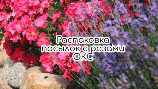 Распаковка посылок. Розы с ОКС из питомников