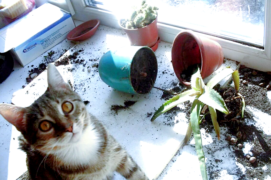 Фото: koteiki.com