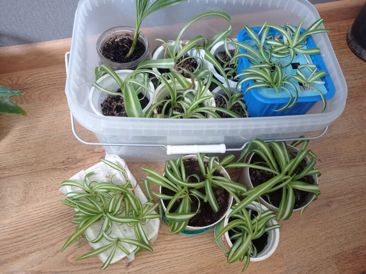 часть хлорофитумов, которые хочу продать на Авито