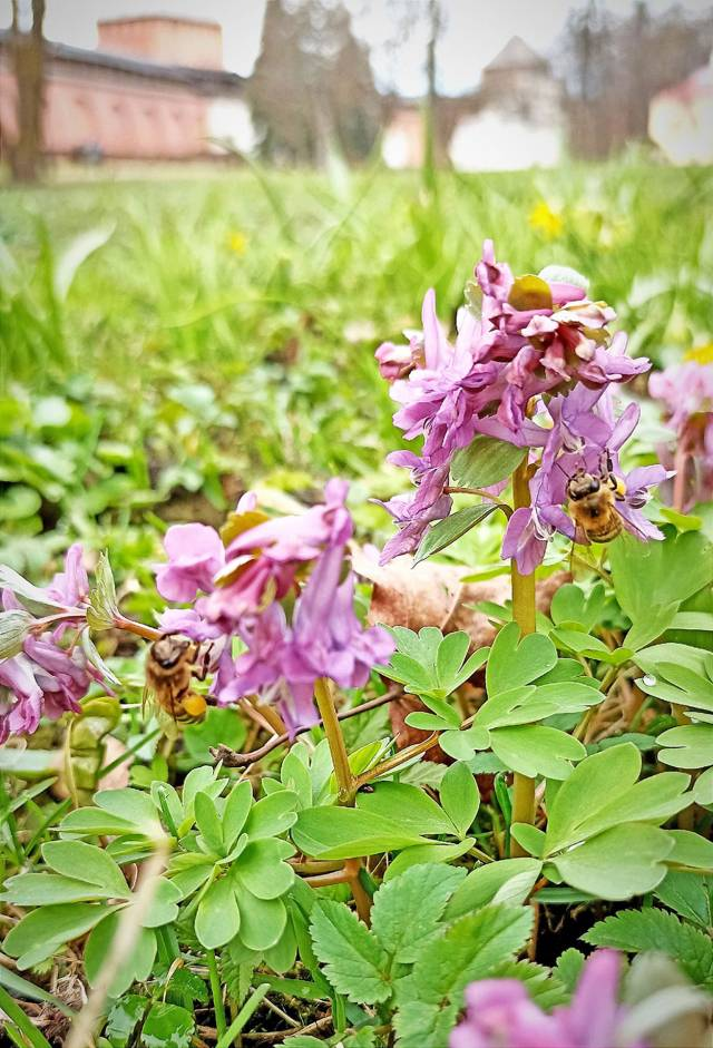 С прекрасным можно встретиться в самом центре Великого Новгорода. Фото Марии КЛАПАТНЮК