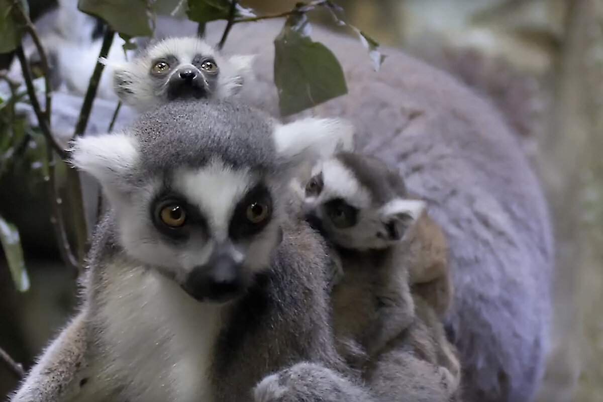 Ленинградский зоопарк / VK📷Лемуры в Ленинградском зоопарке