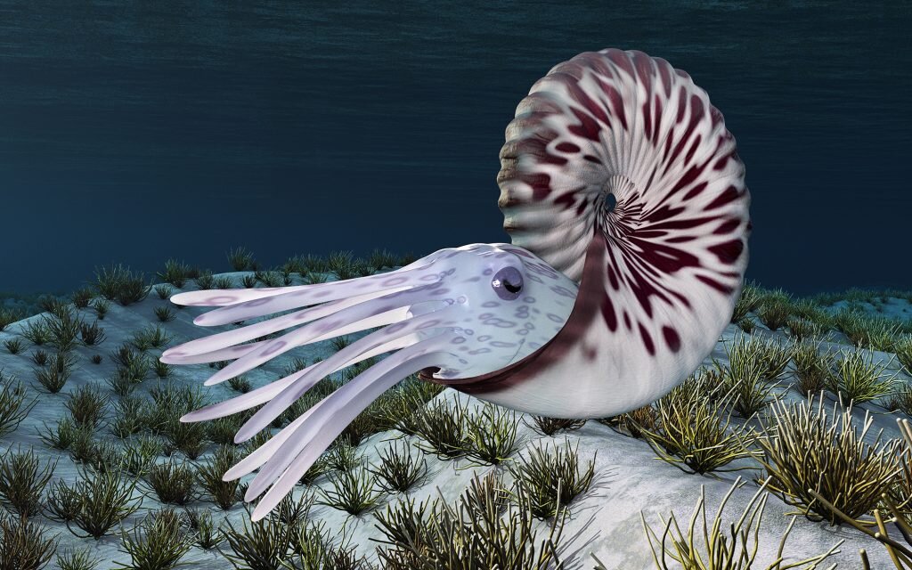    Визуализация внешнего вида аммонита. Иллюстрация Shutterstock