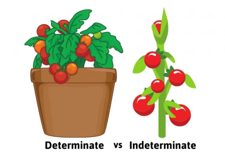 Фото Tomato Geek 