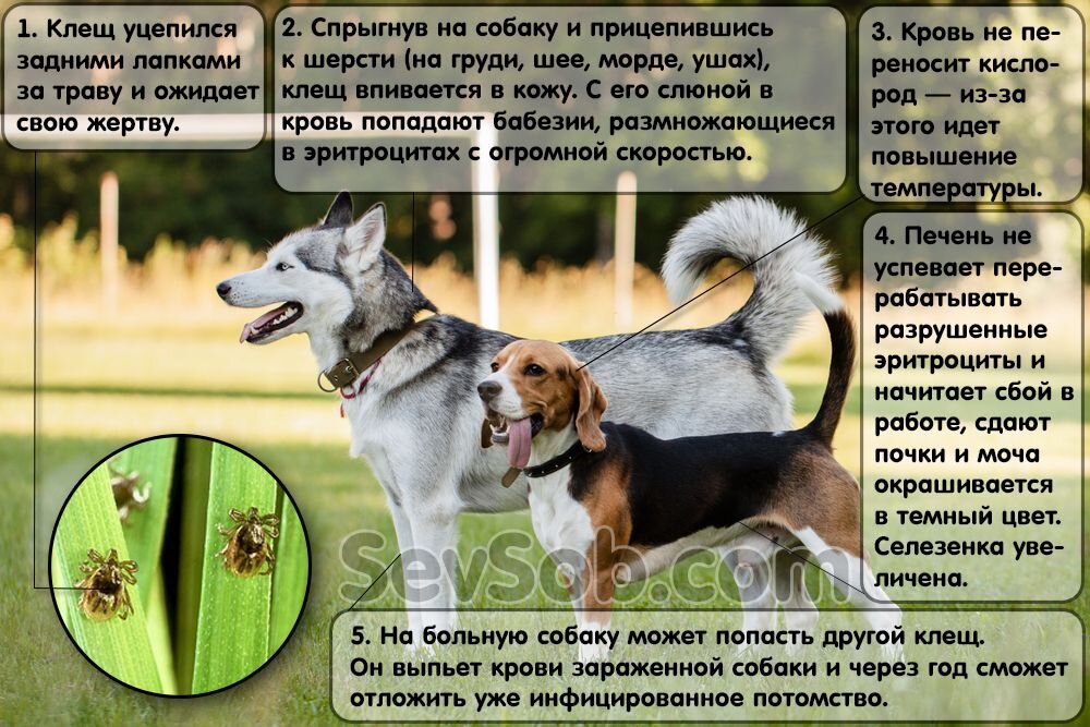 Как выглядят опасные клещи для собак