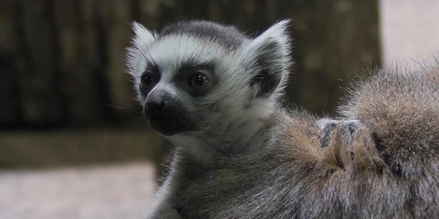    Фото: vk.com/spbzoopark.