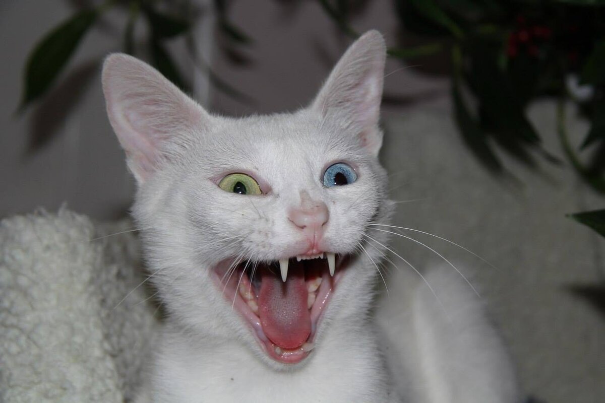 Вижу дом, вижу "Банду Дворян", не вижу препятствий!