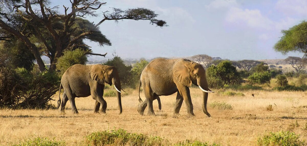 Самое крупное животное на планете живет в Саванне