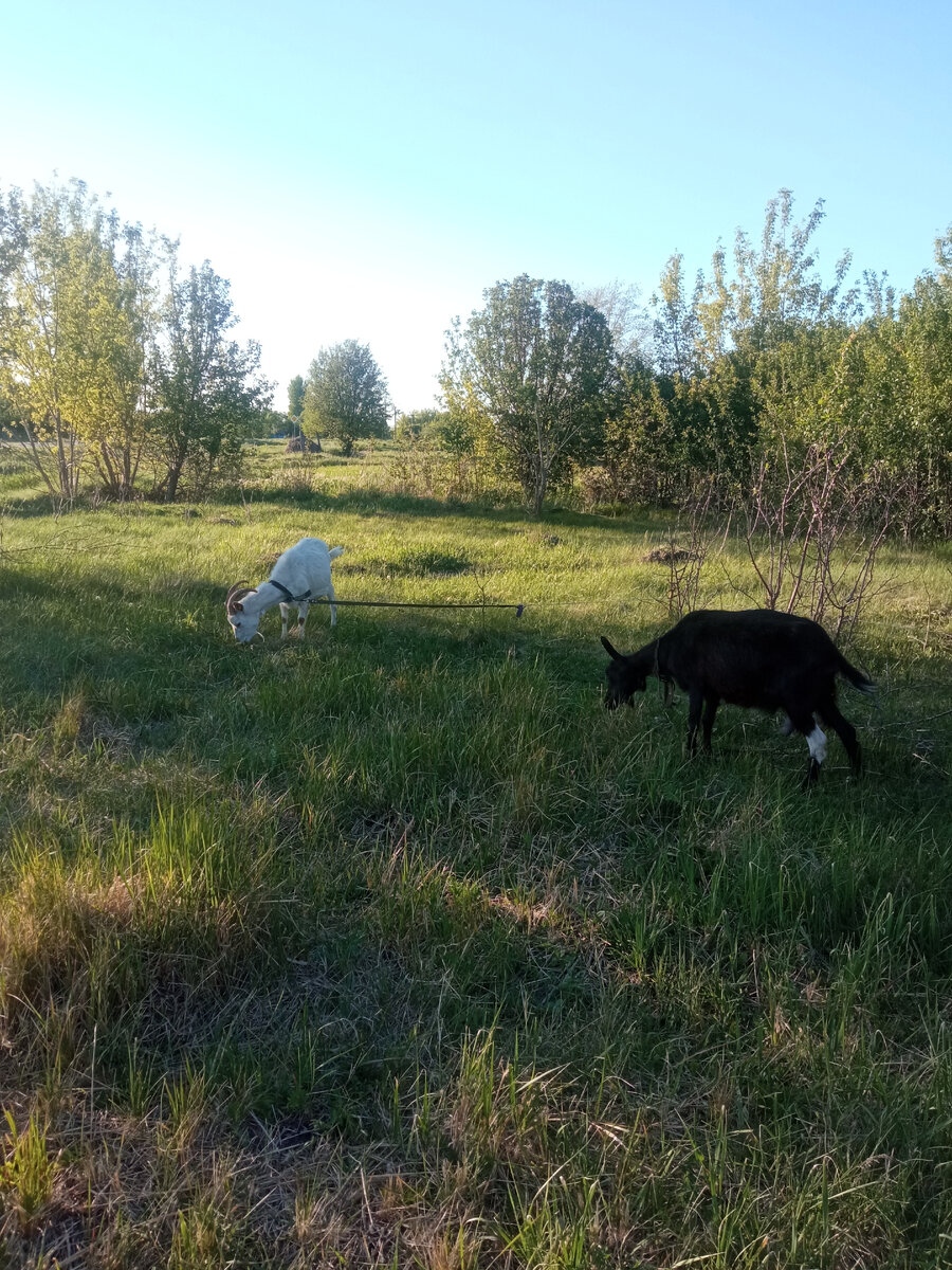 Марта и Есения 