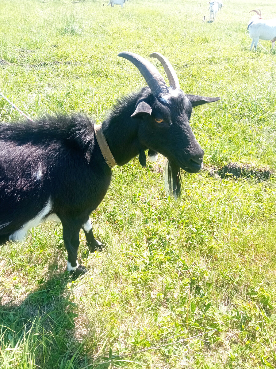 Генерал Катерина 