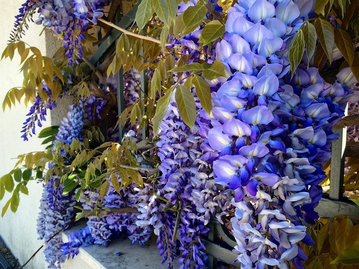 Видит око, да зуб неймет