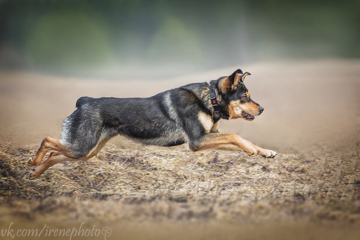 Дэн ищет дом. На курсинге