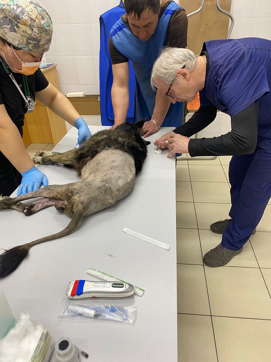 Свозили Черного в клинику. Нужна операция. | Кот и Пёс -Территория ...