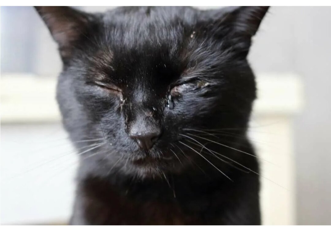 Кальцивироз конъюнктивит. У котят закисают глазки. У котят закисают глазки. Кальцивироз конъюнктивит. У котят закисают глазки.