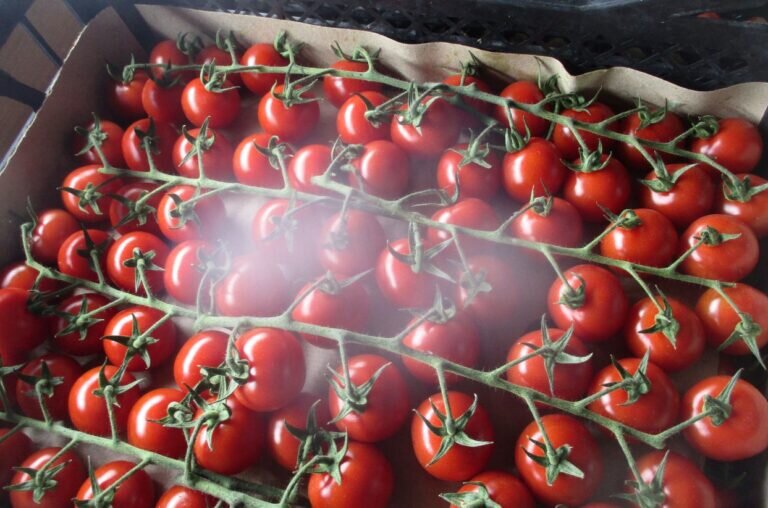    В Оренбуржье в 18 тоннах туркменских помидоров обнаружен вредный организм Кристина Просвиркина