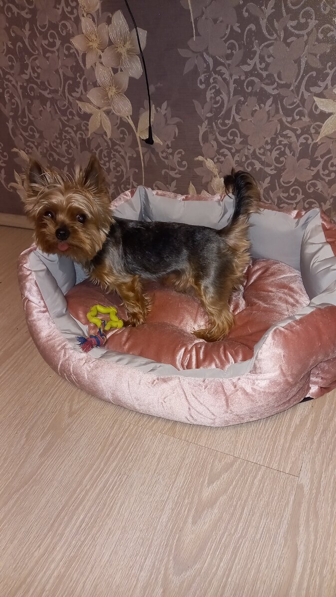 Уже с игрушкой, обживается)