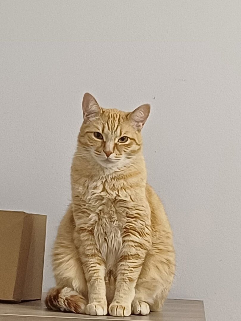 Симба для украшения статьи.