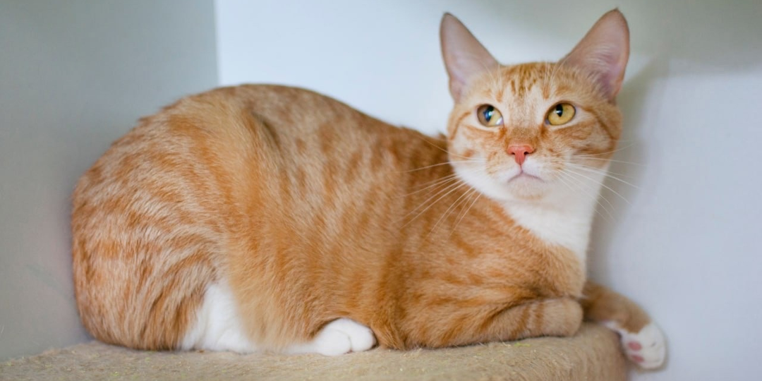 ❗ДОМА❗Приносящий удачу и счастье котик Мавик ждёт своего человечка 💔🐈