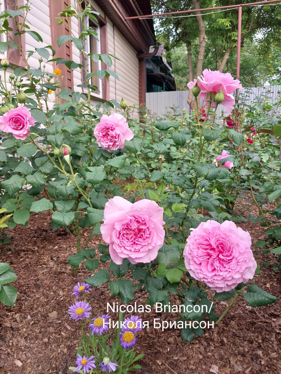 Фотофакты о розах - 7. Первая подкормка конским навозом | Майя о розах ...