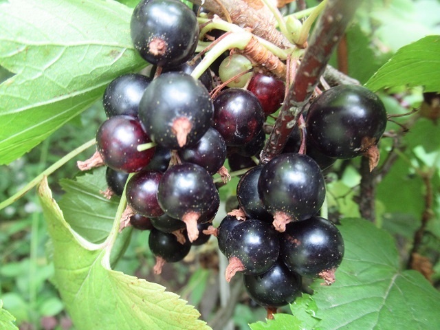 Чем подкормить смородину в апреле для хорошего урожая. Стартовое удобрение для большого урожая