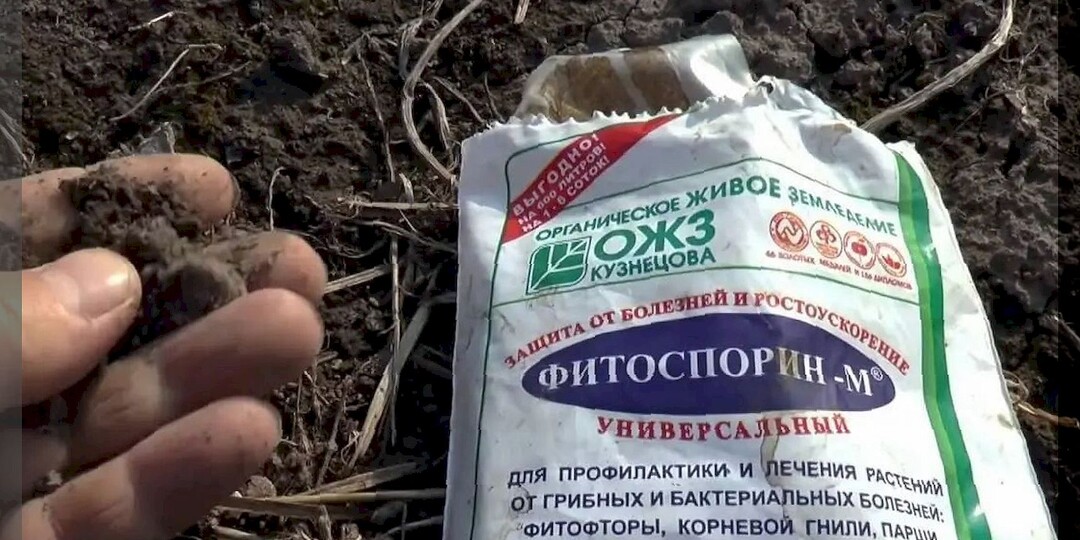 Осенние проблемы у садоводов и огородников: отвечаем на полсотни интересных вопросов от дачников-новичков