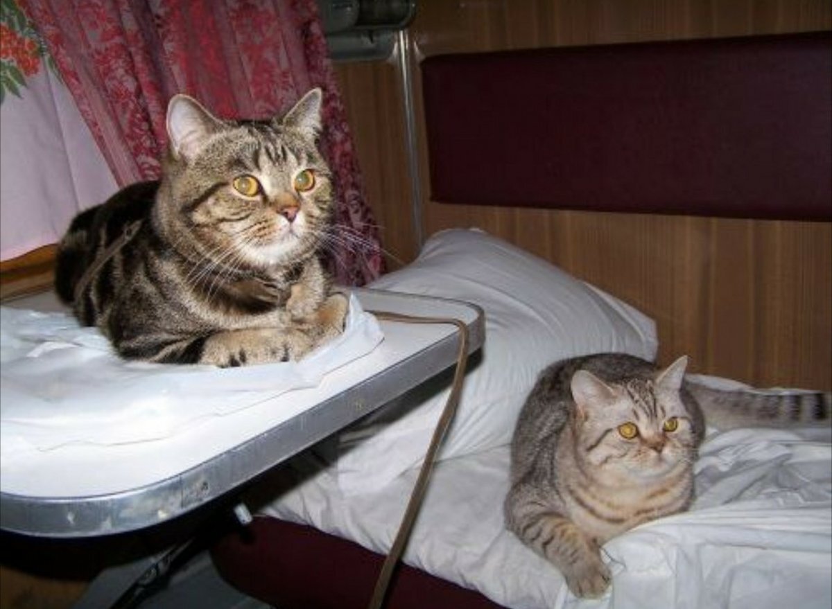 источник Яндекс-картинки