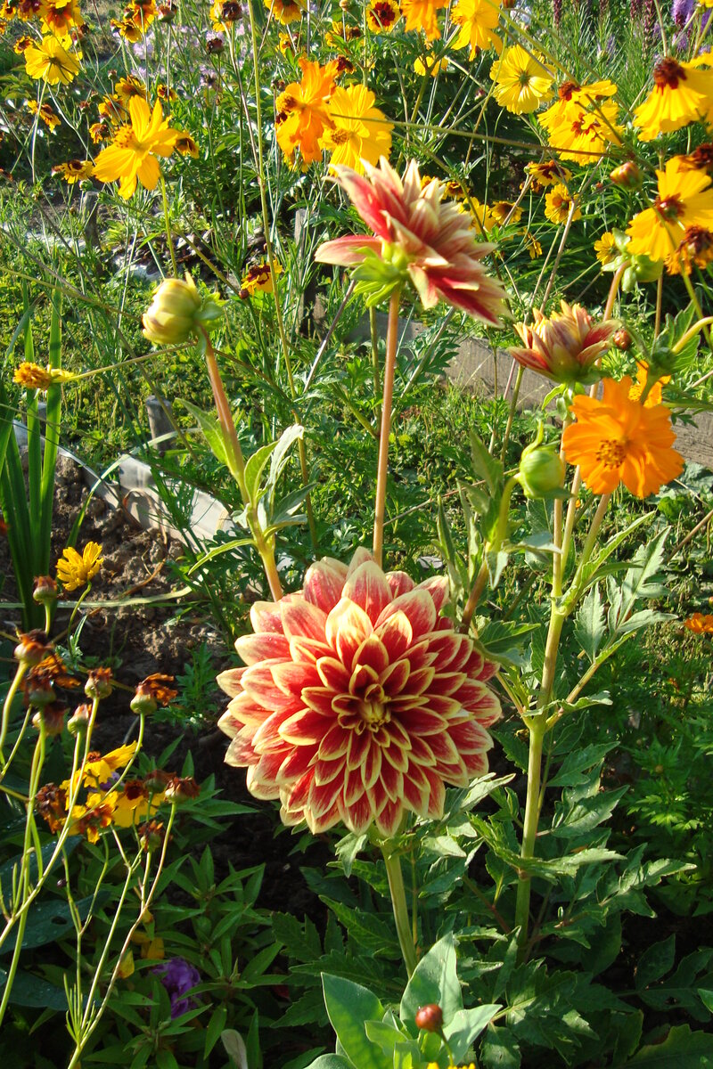 Один из дачных георгинов.