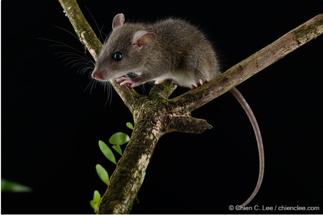 Rattus exulans