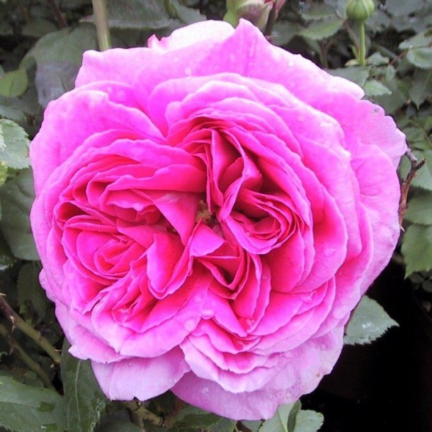 Фото Home and Garden AmbA