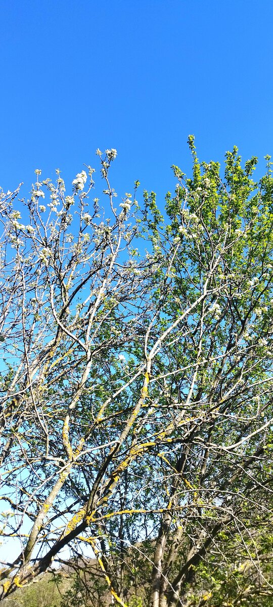 Яблоня, груша