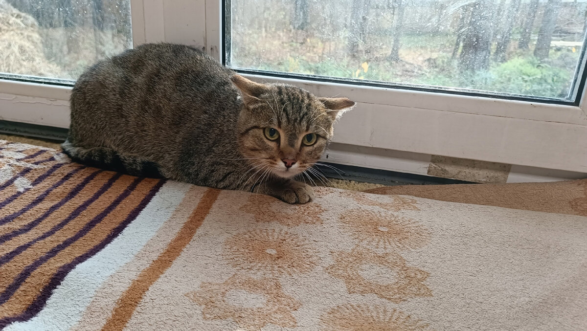 Помните этого тигра?!!!