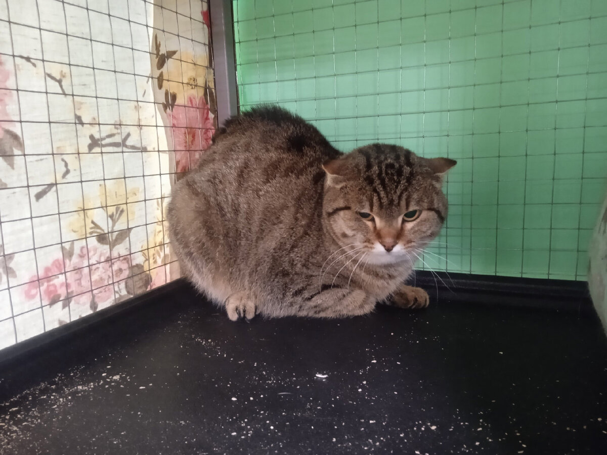 Паштет из дома в деревне, которого покинул 80- летний хозяин по состоянию своего здоровья.