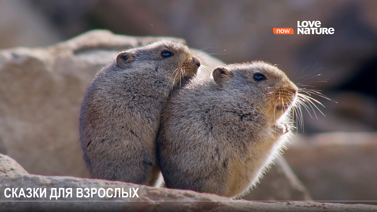 В процессе написания сказки ни одно животное не пострадало.