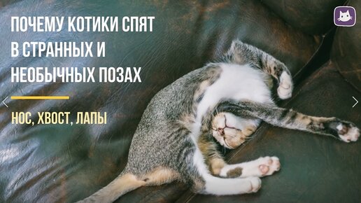 😸😺Почему котики спят в странных и необычных позах