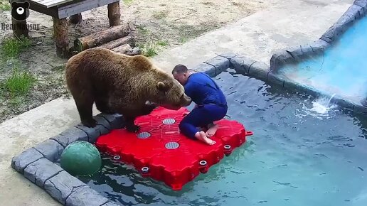 К медведю Мансуру приехал папа с мастер-классом😎🏊🐻