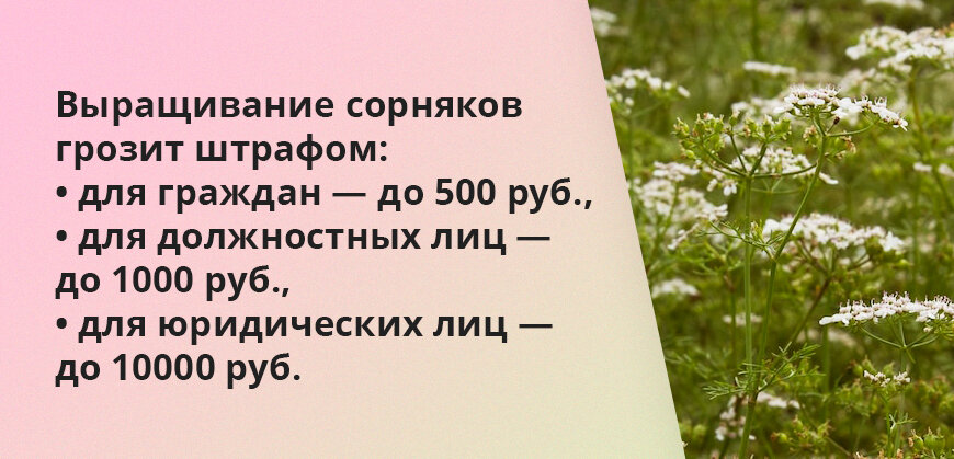    Выращивание сорняков грозит штрафом: для физлиц — до 500 руб., должностных лиц — до 1000 руб., юридических лиц — до 10000 руб. Елена Кокош