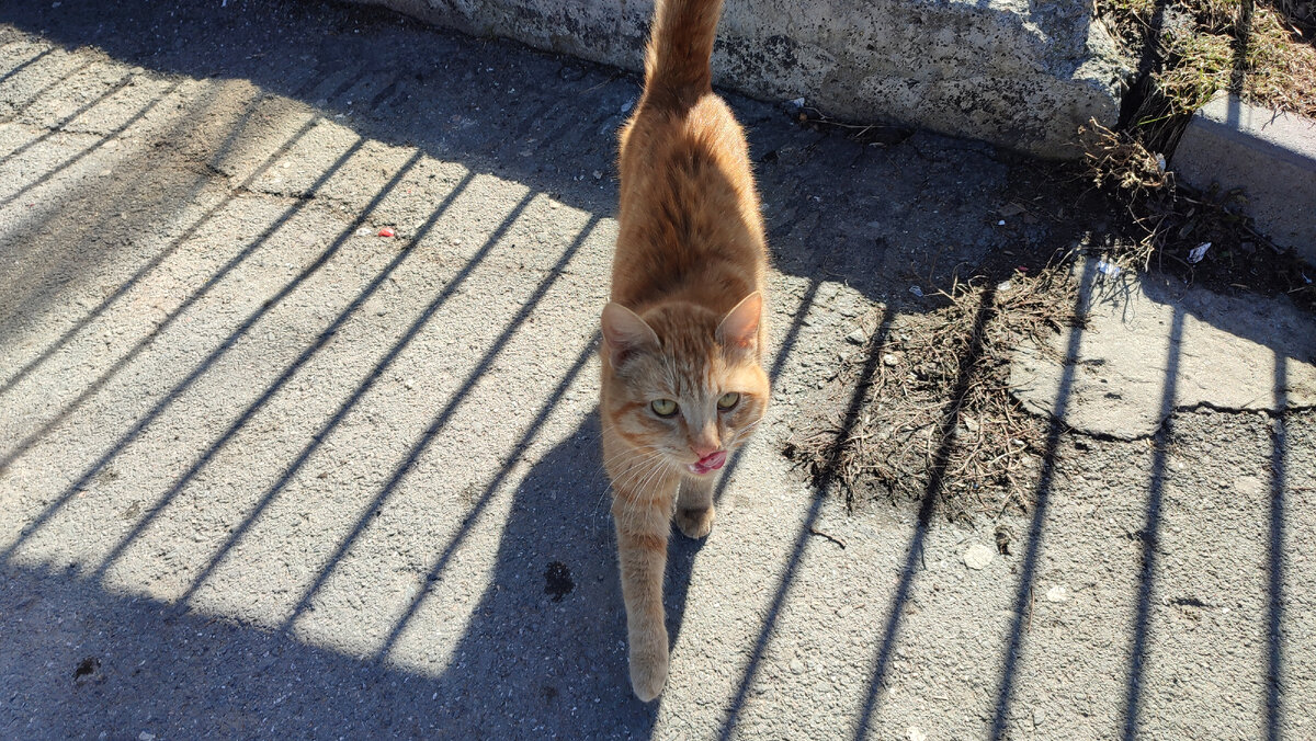 Я тебя съем, сказал кот и напривился в мою сторону ))) 