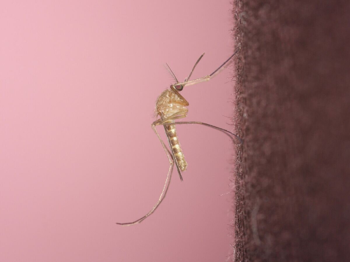    Комар-пискунCC BY-SA 3.0 / BARILLET-PORTAL David , Bordeaux, FRANCE /