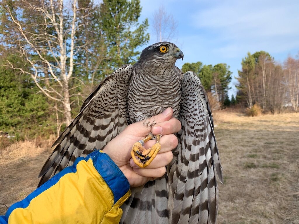 В Мишихе находится единственная на Байкале станция кольцевания птиц, она существует с 1976 года. Фото: Байкальский заповедник