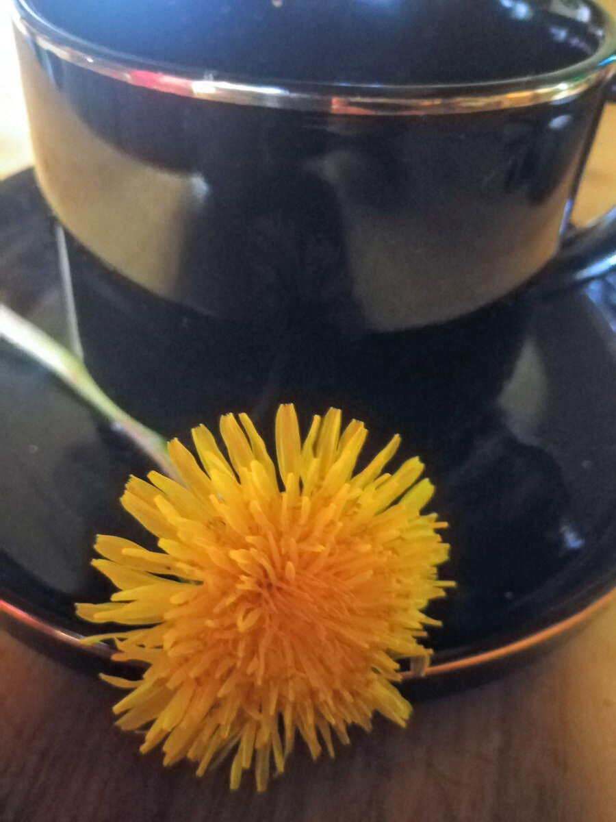 Фото автора Гармоника